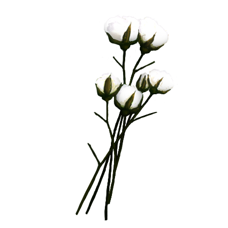 Algodão